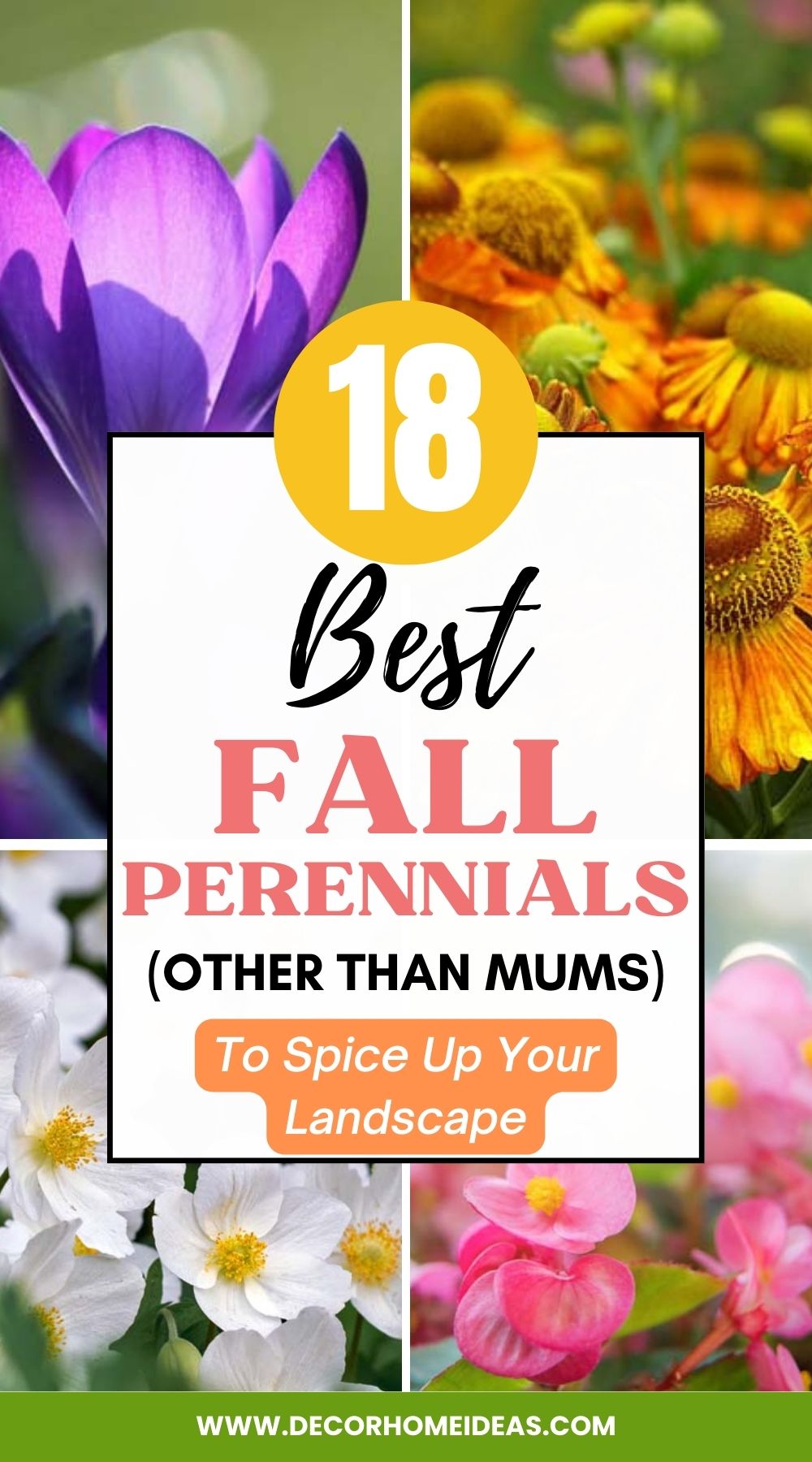 Revitalize your landscape this autumn with the 18 best fall perennials, offering vibrant hues beyond the traditional mums. Explore a diverse array of perennial options that will add a splash of color and texture to your outdoor space throughout the fall season.