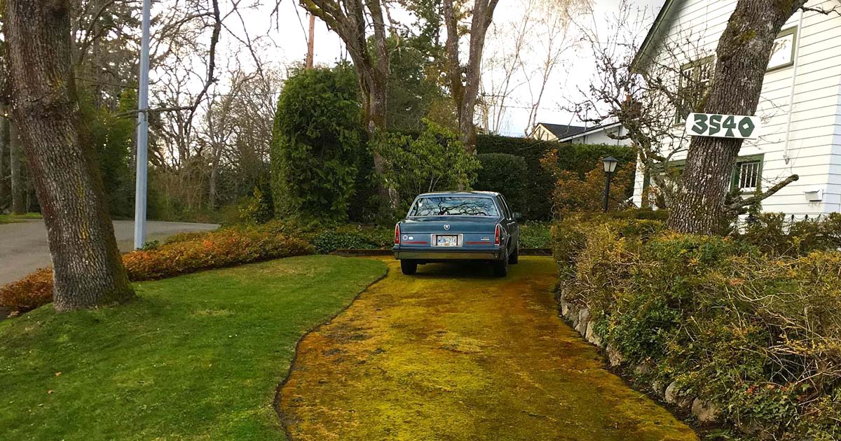 Moss on driveway