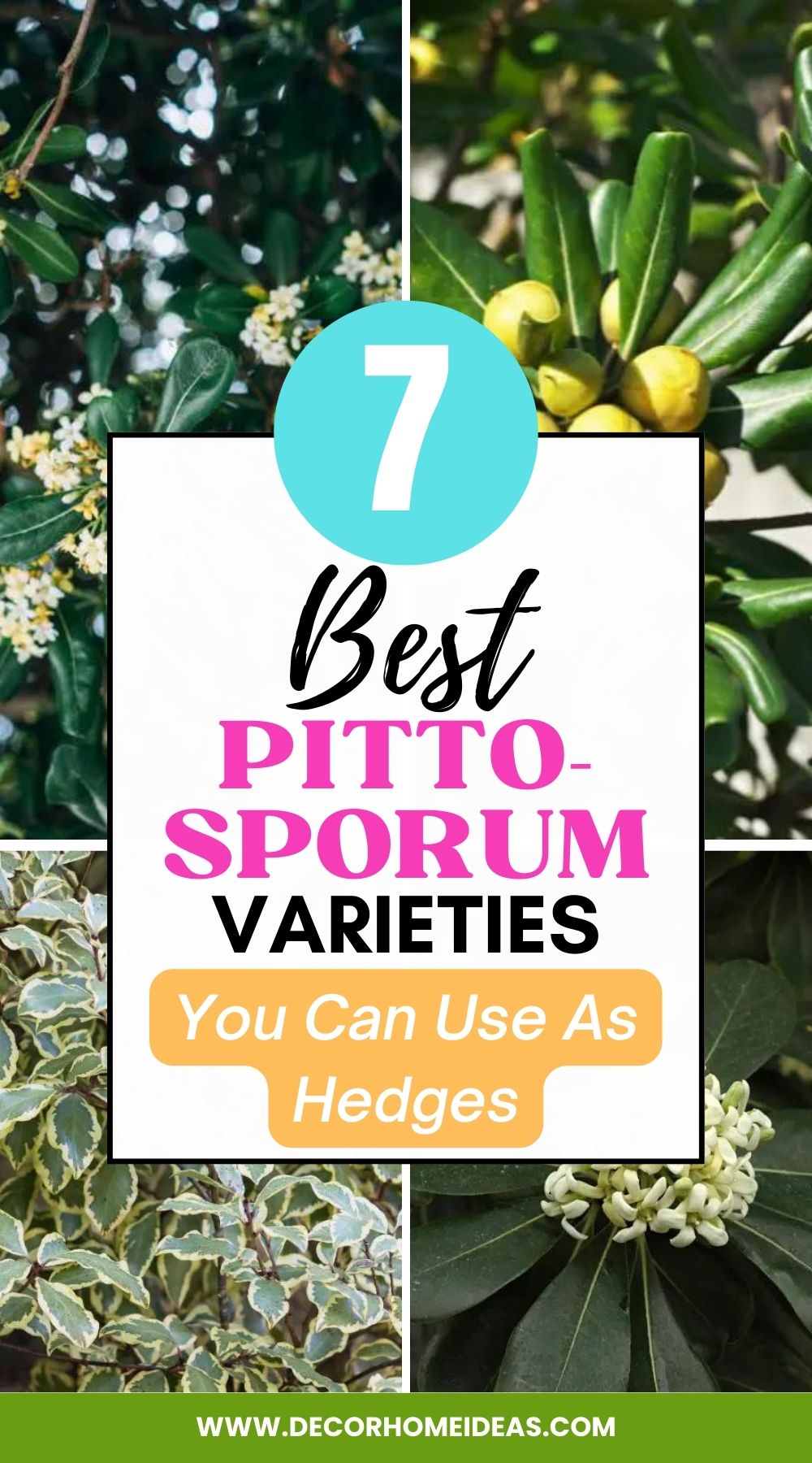 Create a lush and elegant hedge with these 7 ideal Pittosporum varieties perfectly suited for the purpose. Explore their unique characteristics and find the perfect Pittosporum hedge to enhance your landscape with beauty and privacy.