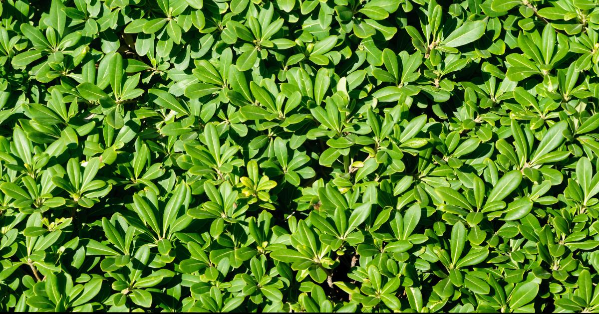 Pittosporum Hedge