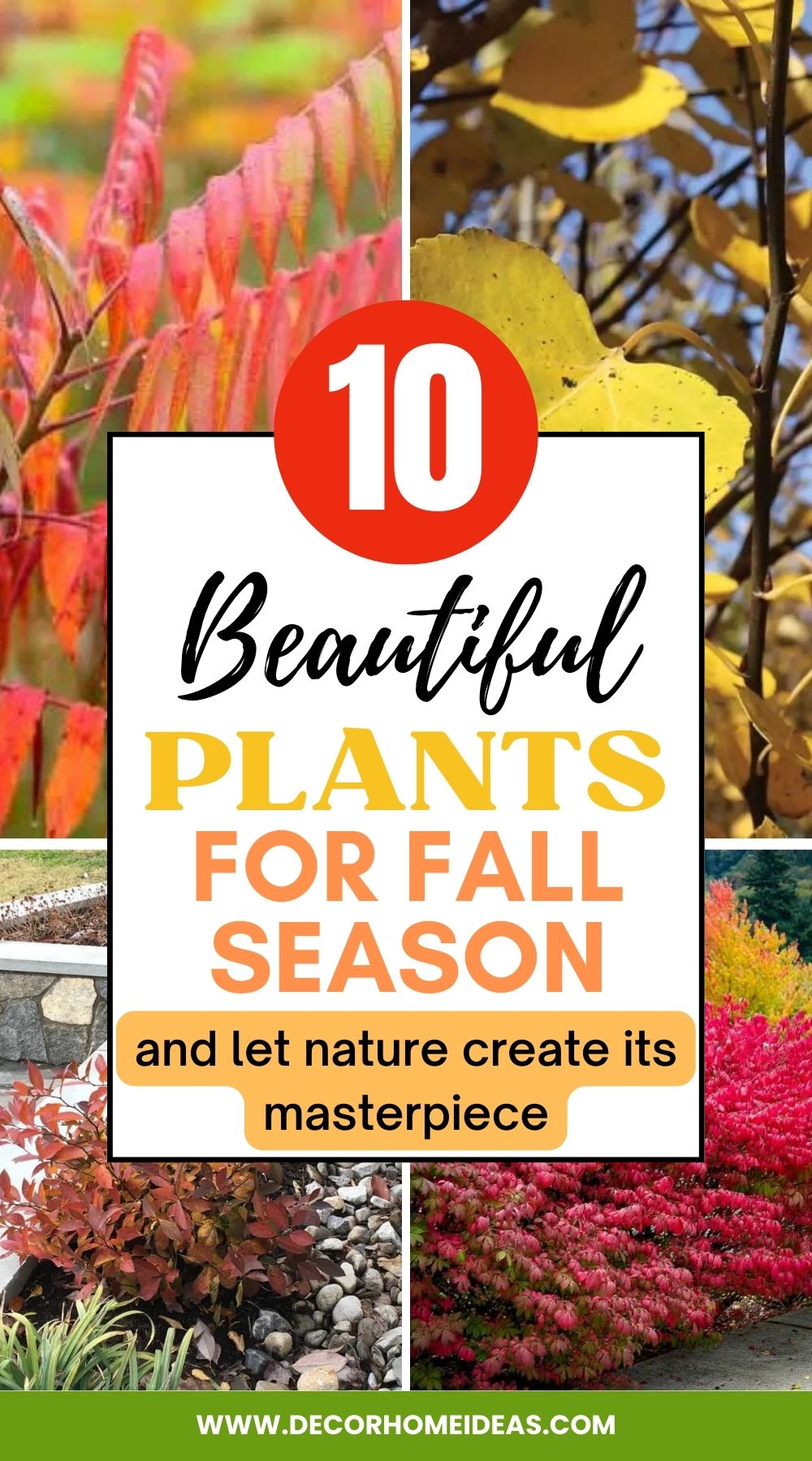 Check out this list of the 10 best stunning plants for the fall season. Find the perfect addition to your garden and enjoy the beauty of autumn.