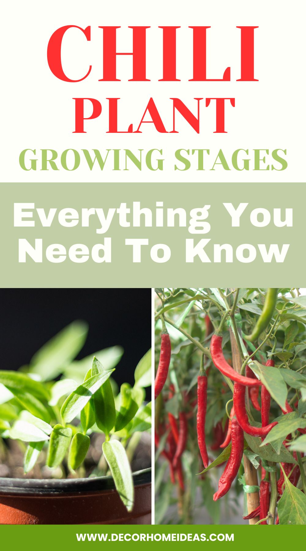 Uncover the complete lifecycle of chili plants with this informative guide. From germination to harvesting, learn about every vital growing stage, ensuring successful chili cultivation and a bountiful harvest.