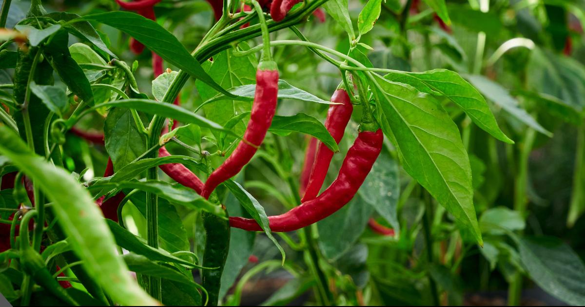 chili plant growing stages