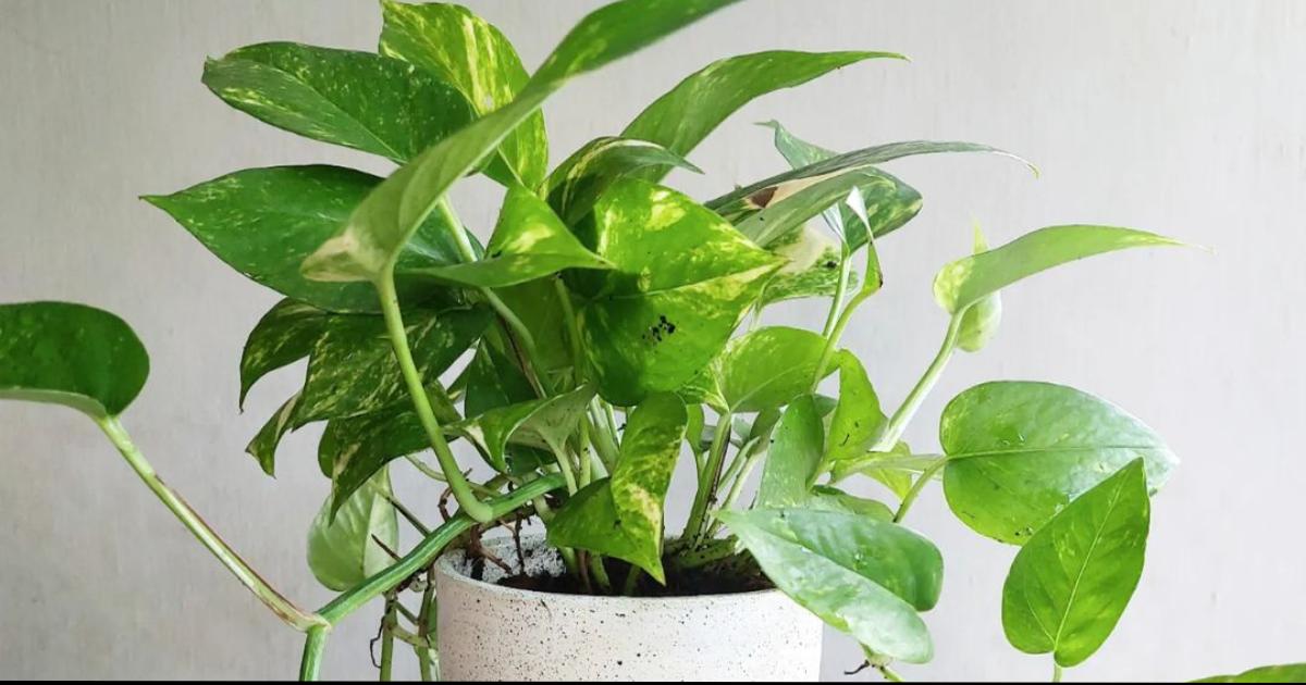 types of money plant