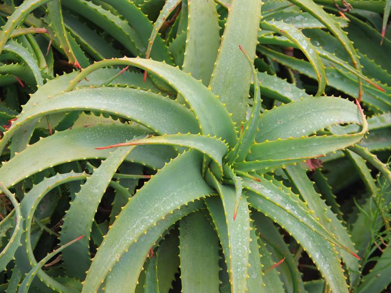 Aloe 