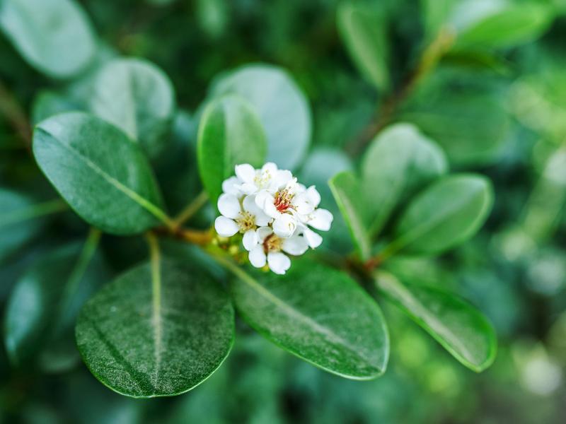 Peperomia Angulata's Main Features and Expert Care Tips