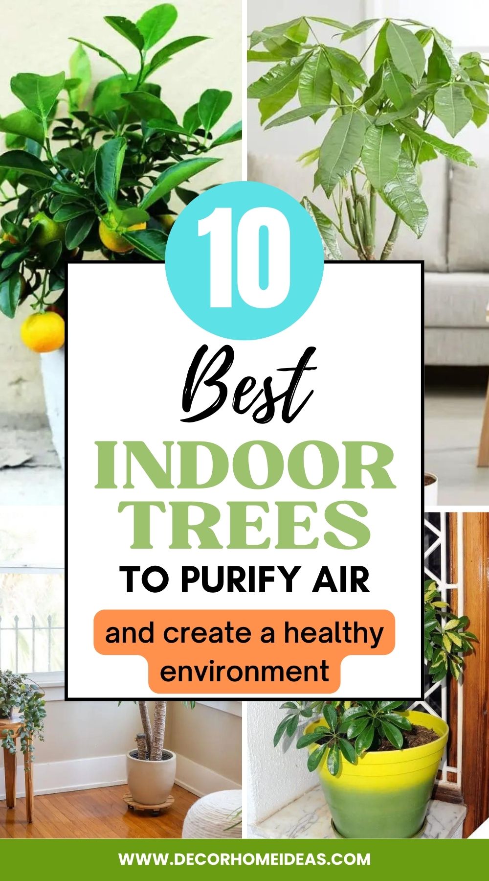 Enhance your indoor air quality and aesthetics with these beautiful trees that are perfect for indoor cultivation. Explore a curated selection of air-purifying trees that will thrive in your living space, offering both visual delight and fresher, cleaner air.