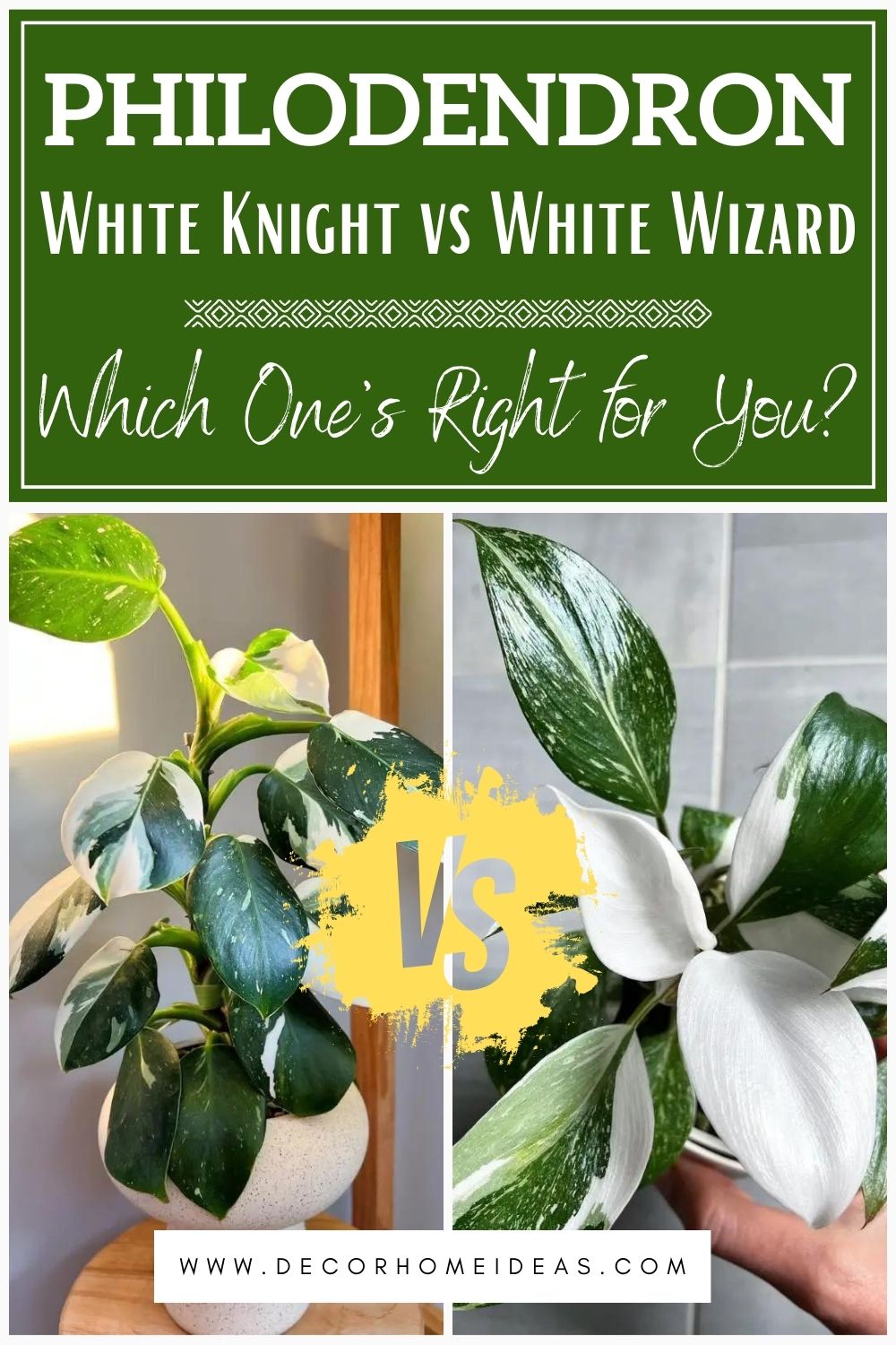 Unveiling the Exquisite: A Side-by-Side Comparison of Philodendron White Knight and White Wizard. Explore the distinctive features, care tips, and how to choose the perfect Philodendron for your indoor oasis.