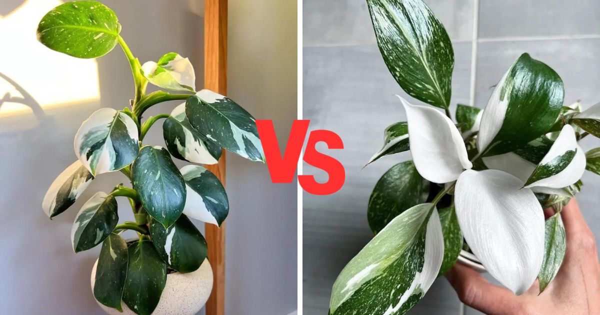 Philodendron White Wizard vs White Knight