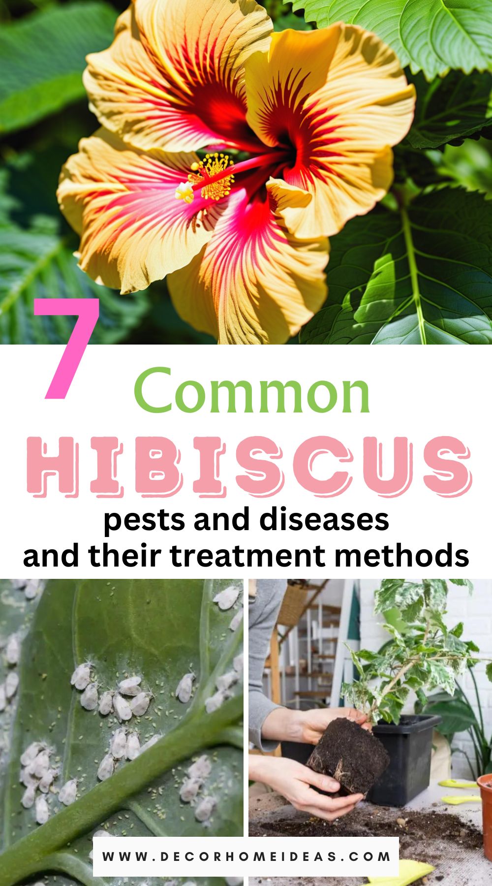 Identify and combat the top 7 common pests and diseases that afflict hibiscus plants. Explore effective treatment methods to keep your hibiscus vibrant and healthy in this comprehensive guide.