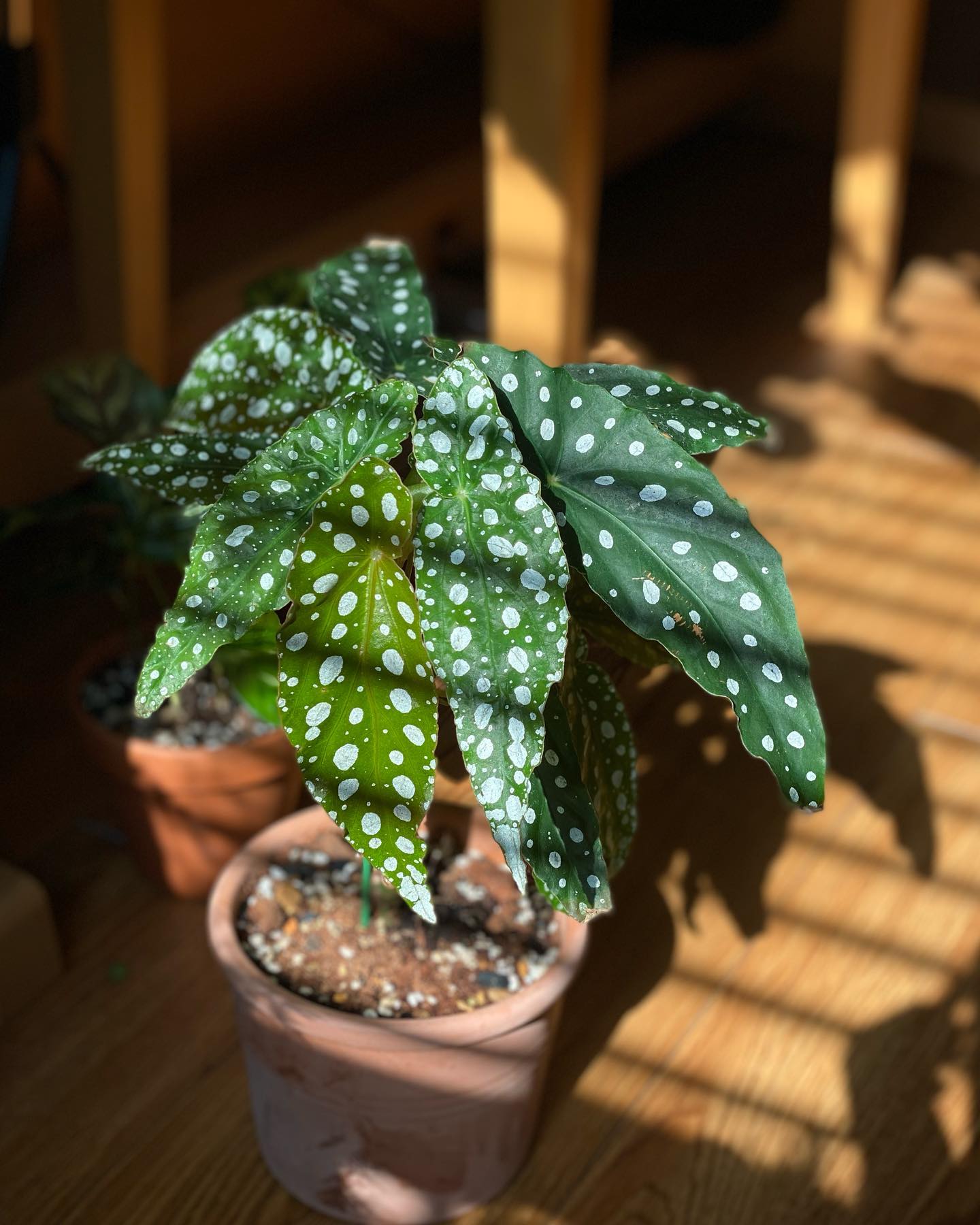 Begonia Maculata 2