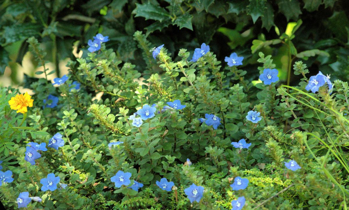 Blue Daze Florida Plant