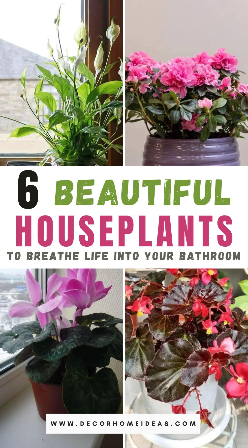 Brighten up your bathroom with these 6 beautiful flowering houseplants. From petunias to orchids, there's something for everyone!