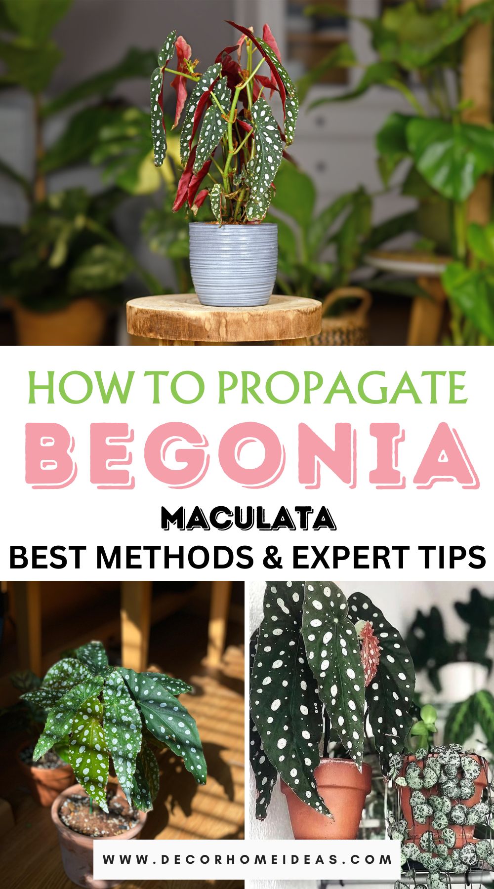 Unlock the secrets of propagating the striking Begonia Maculata with expert guidance. Learn the best techniques and tips for successful propagation, enabling you to expand your begonia collection with confidence.