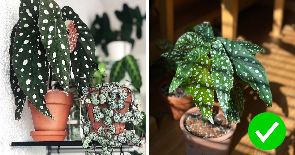 Propagate Begonia Maculata