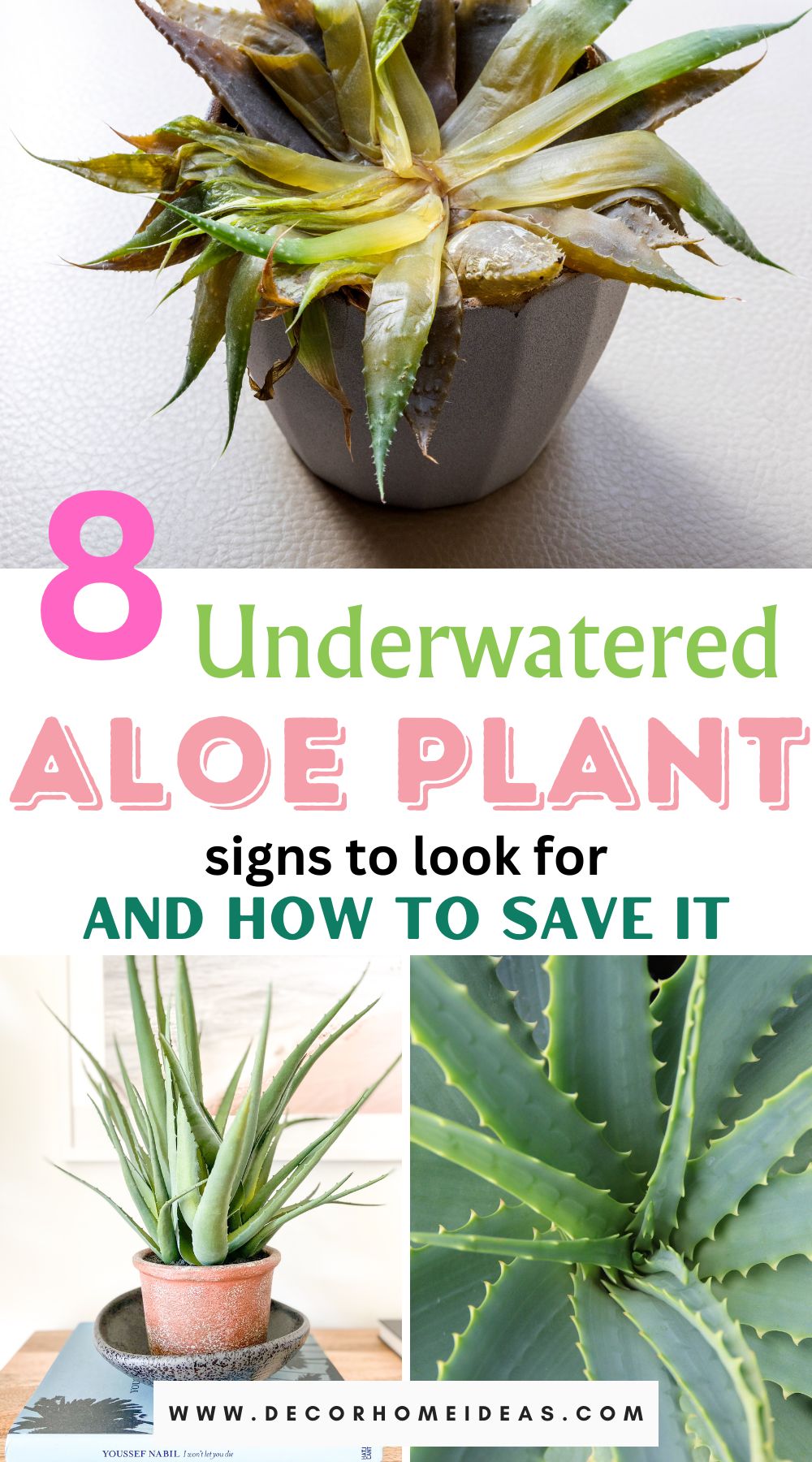Recognize the telltale signs of an underwatered aloe plant and take action to rescue it with our expert advice. Discover 8 common indicators of dehydration and learn effective techniques to restore your aloe to its lush and vibrant self.