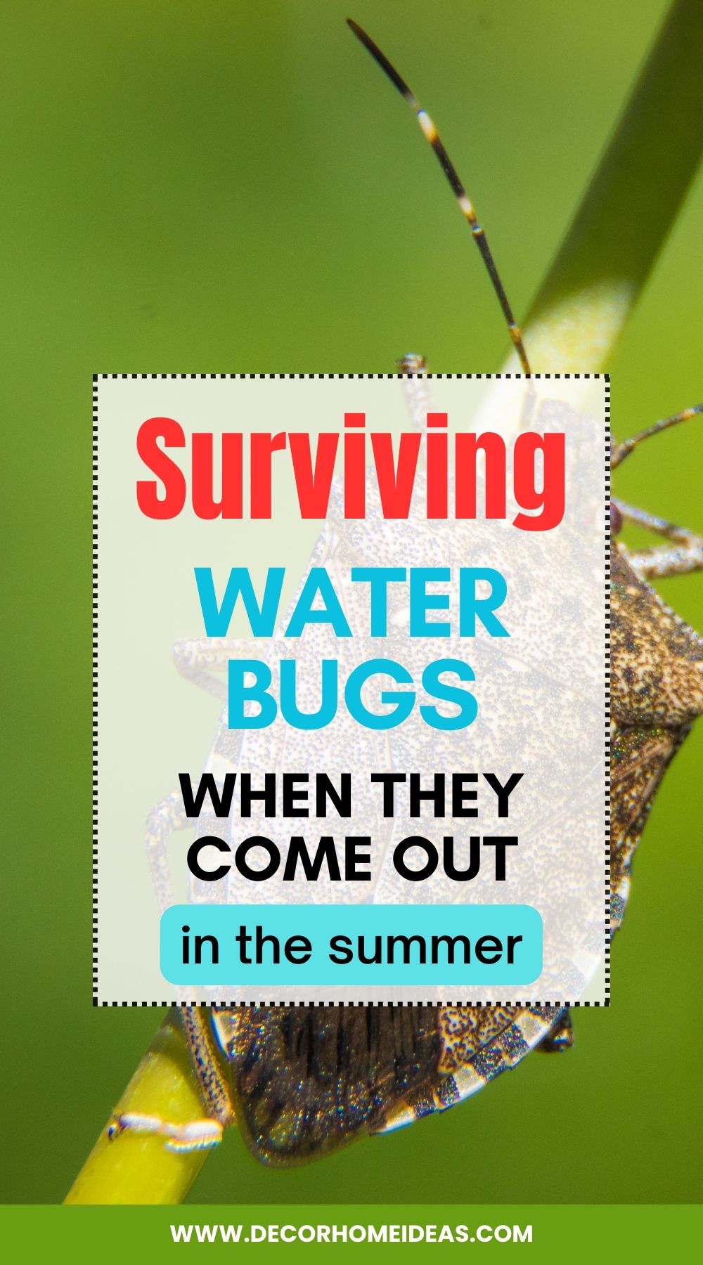 Unraveling the Summer Mystery: Why Do Water Bugs Emerge in the Heat? Learn How to Cope with and Prevent the Seasonal Invasion of These Pesky Pests. Your Ultimate Guide to Surviving Summer with Water Bugs