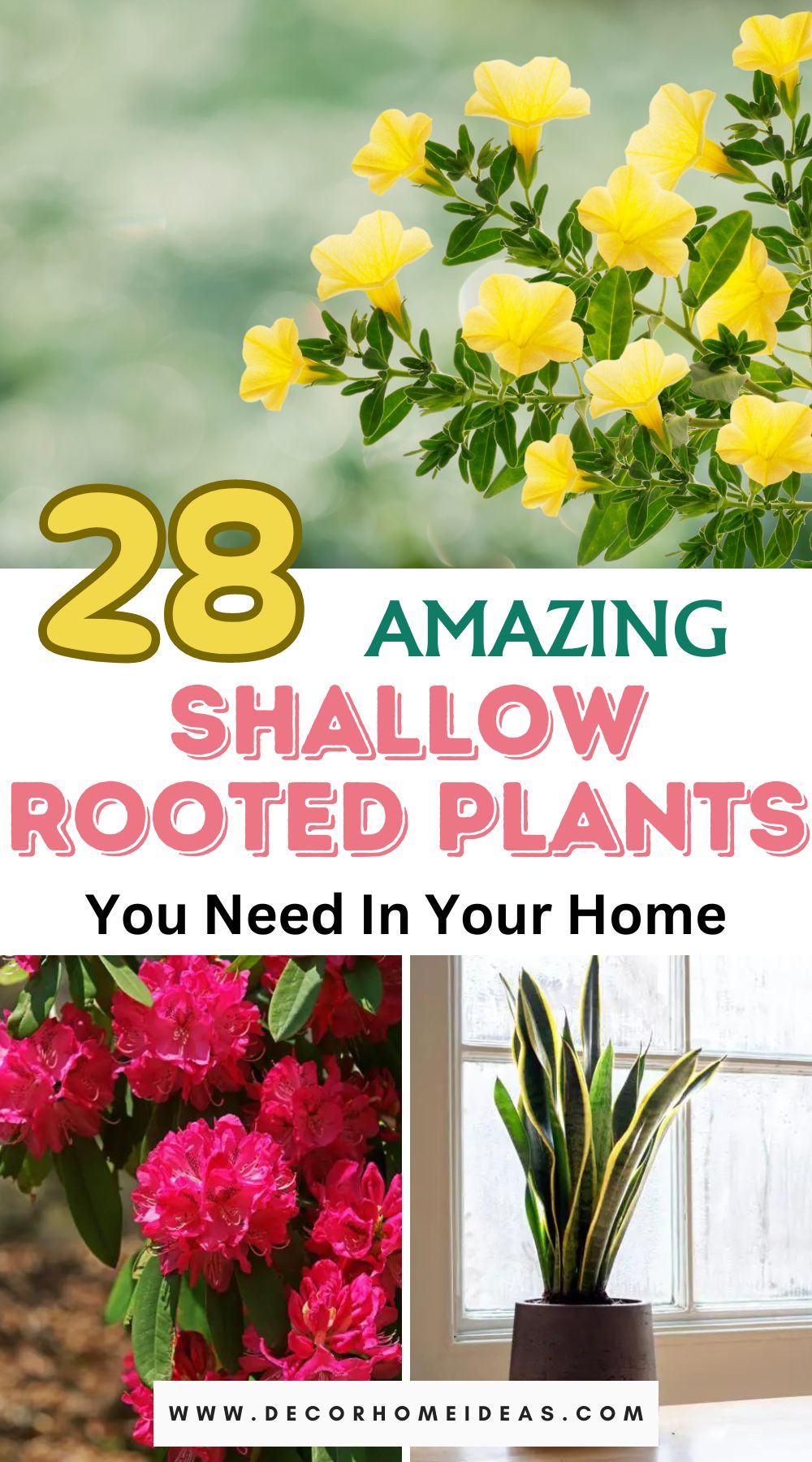 Discover the perfect green companions for your home with our guide to shallow-rooted plants. Explore essential tips for their cultivation, bringing nature's beauty to your space with ease.