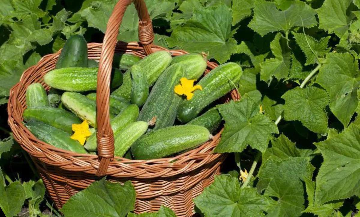 Cucumber Growing Stages Tips