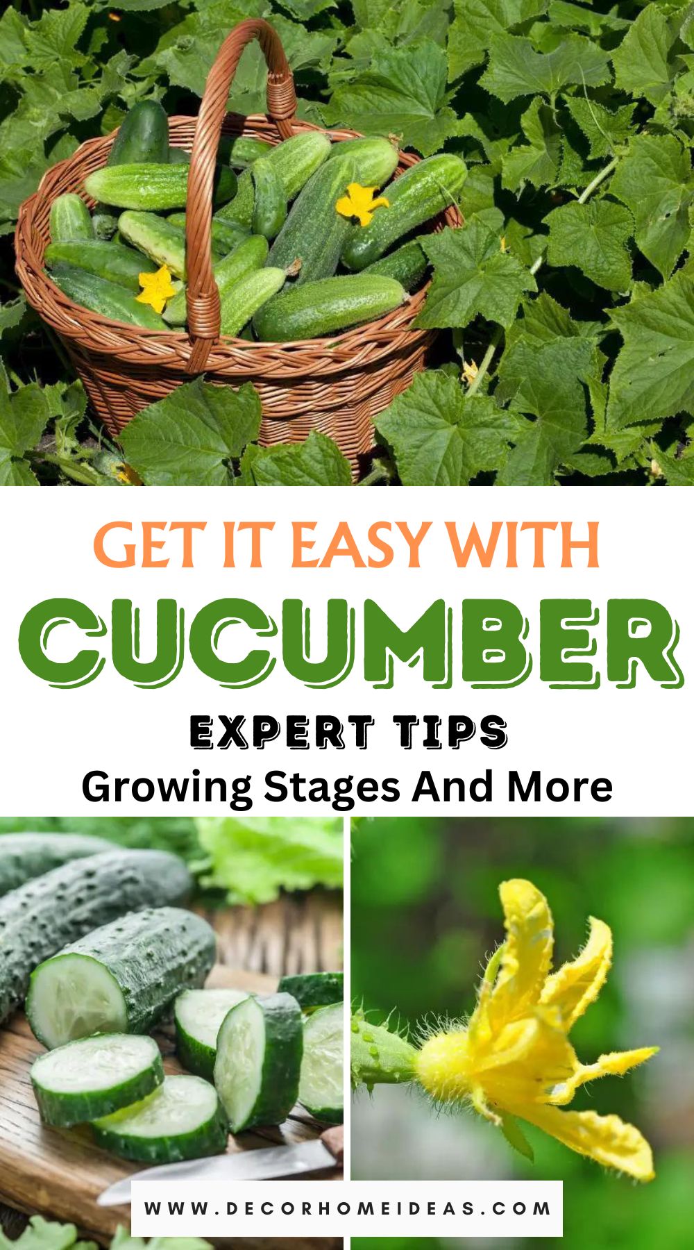 Looking for expert tips on growing cucumbers? Get hassle-free guidance on cucumber growing stages and much more with Cucumber Expert Tips.