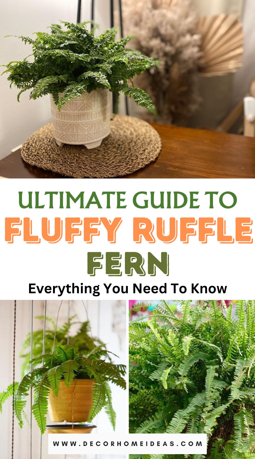Dive into the lush world of Fluffy Ruffle Ferns with our comprehensive care guide, covering everything you need to know for nurturing these elegant plants. From lighting preferences to watering tips, unlock the secrets to ensure your Fluffy Ruffle Fern thrives in style.