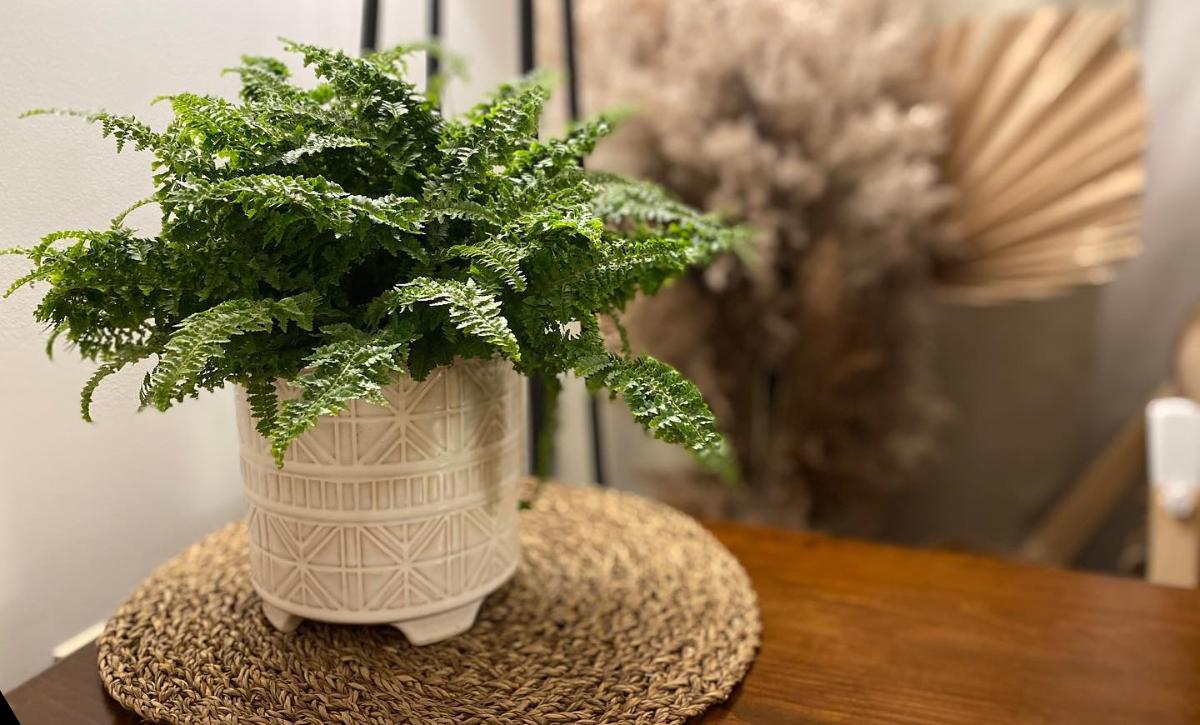 Fluffy Ruffle Fern Care Guide