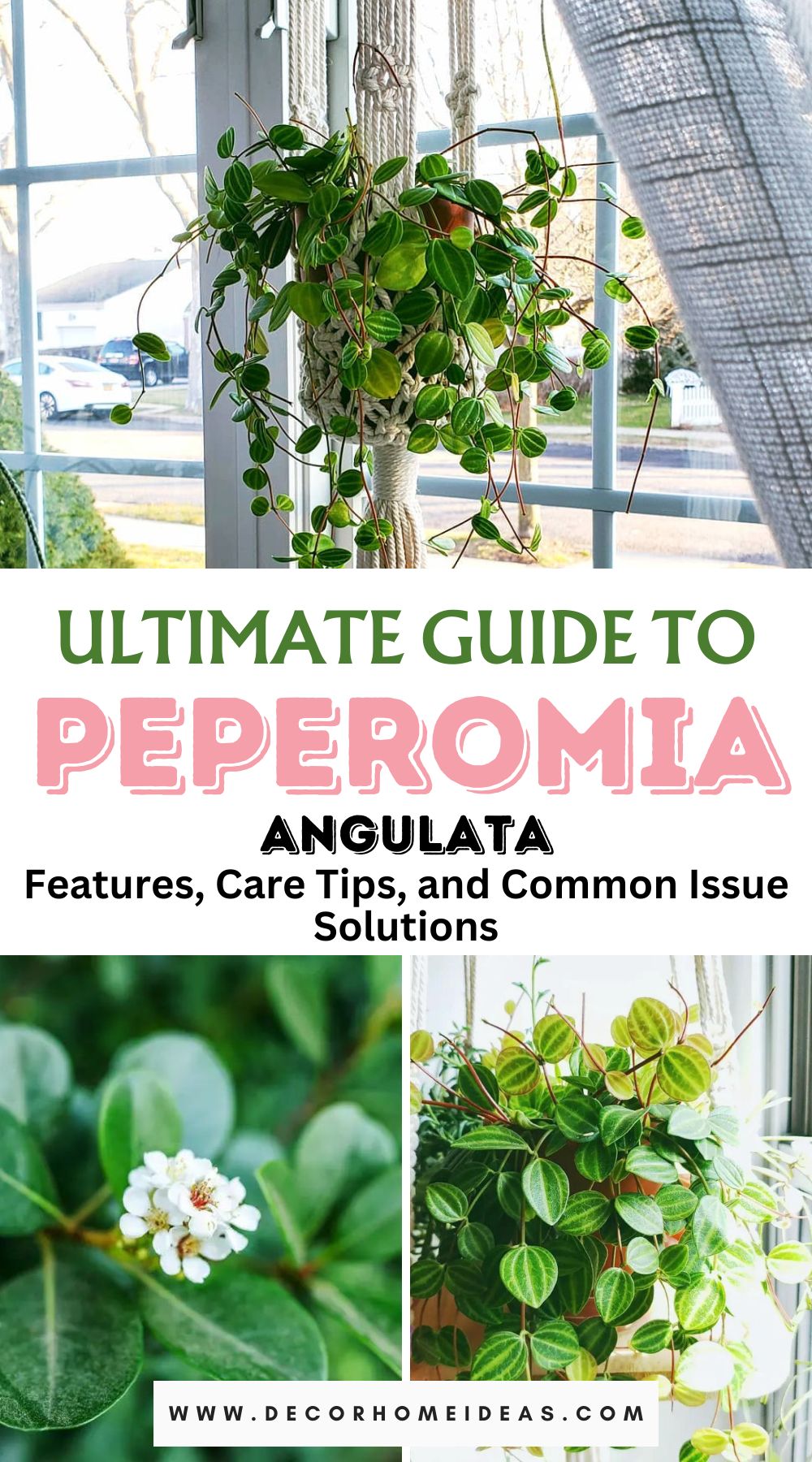 Dive into the distinctive world of Peperomia Angulata with our guide highlighting its main features and essential care tips. Unlock the secrets to cultivating this unique plant and enhance your indoor greenery with ease.