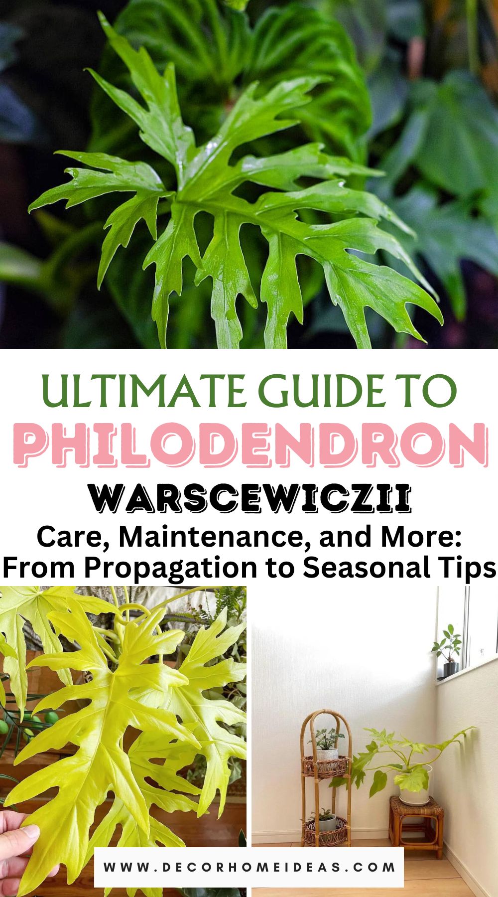 Unlock the secrets of nurturing your Philodendron Warscewiczii with our comprehensive guide. Discover the art of propagation, year-round care, and exclusive seasonal insights for thriving foliage in this ultimate resource.