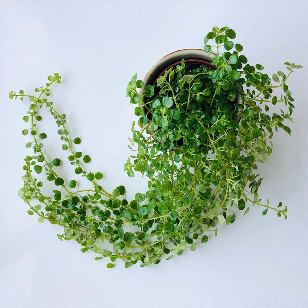 Pilea Depressa Plant In Flower Pot Guide