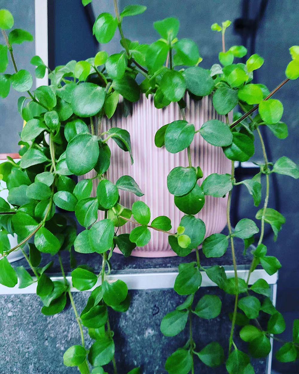 Pilea Depressa Plant In Flower Pot