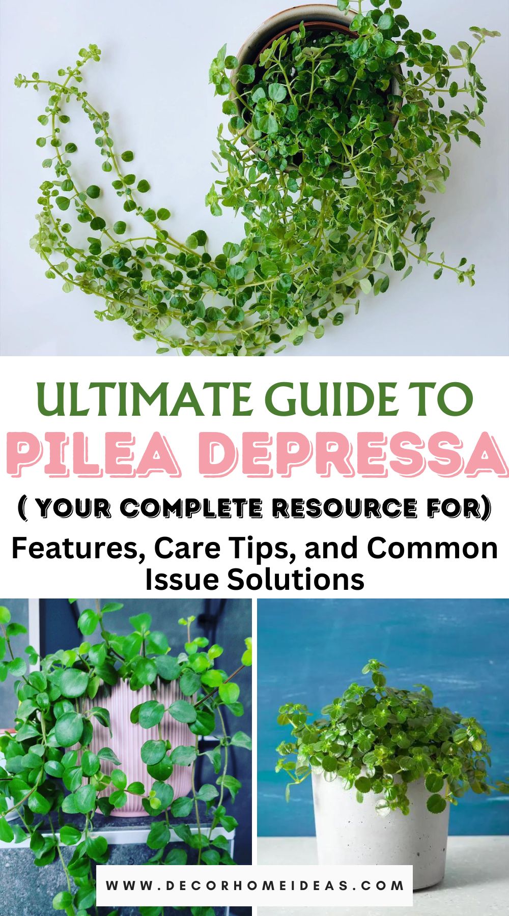 Master the art of nurturing Pilea Depressa with our comprehensive care guide. Explore its unique features and effective solutions to common issues, ensuring your Pilea thrives in style.