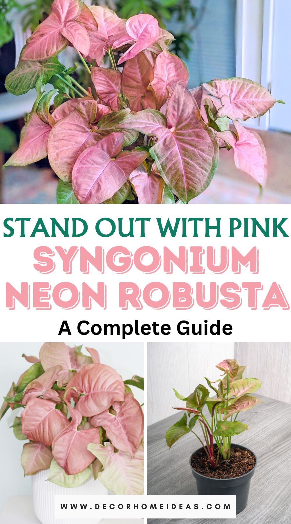 Elevate your indoor jungle with the Syngonium Neon Robusta, the vibrant pink standout. Unearth a complete guide to care, propagation, and styling, and make your space pop with the allure of this unique plant.