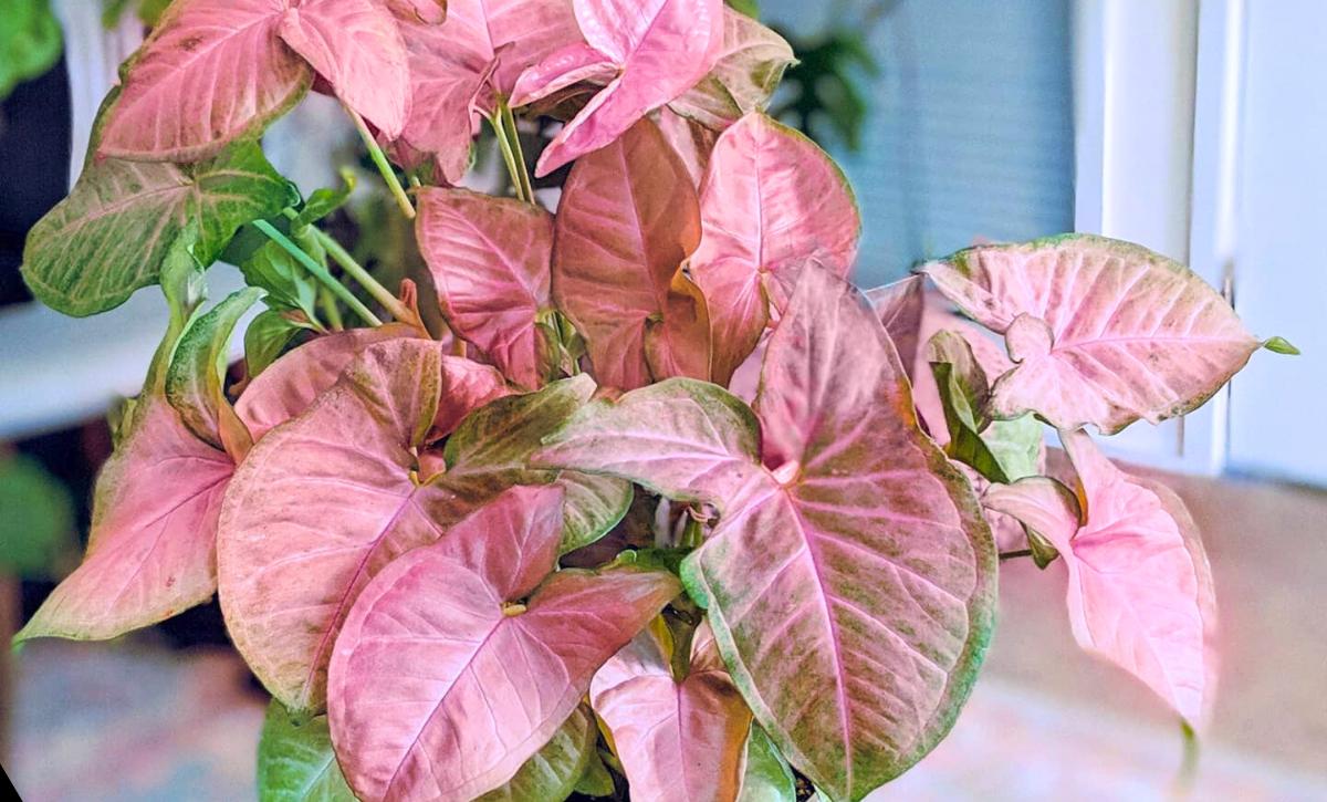 Syngonium Neon Robusta Plant Guide