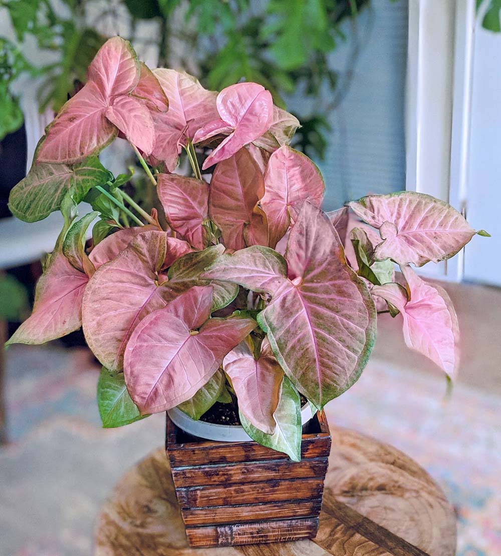 Syngonium Neon Robusta Plant