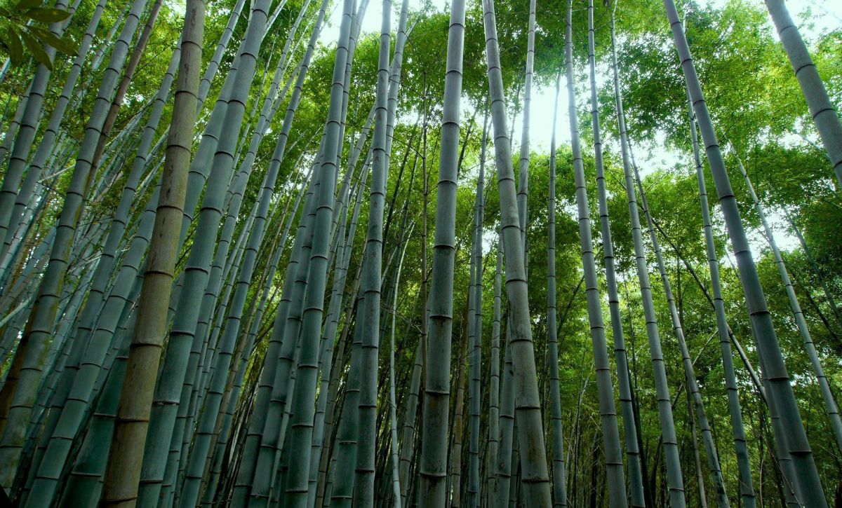 Tallest Grass In The World Bamboo