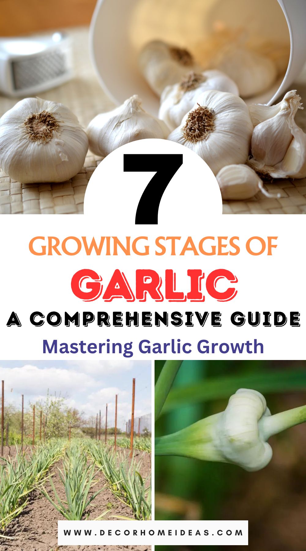 Master the art of growing garlic with our comprehensive guide to the 7 garlic growing stages. From planting to harvesting, explore each crucial step for a successful garlic harvest.
