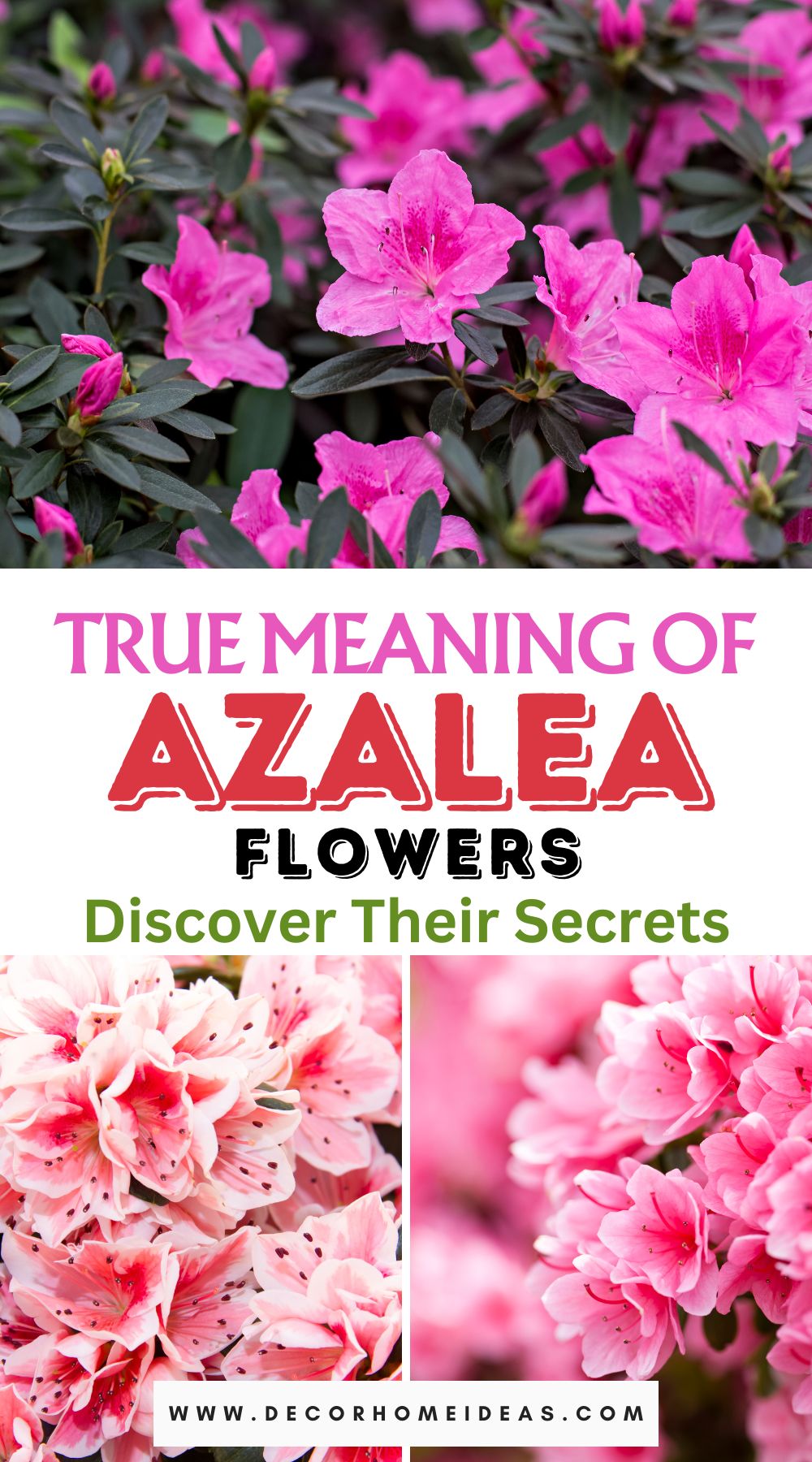 Uncover the rich symbolism of Azalea flowers in this insightful guide. Learn the true meaning behind these vibrant blooms and their significance in different cultures and contexts.