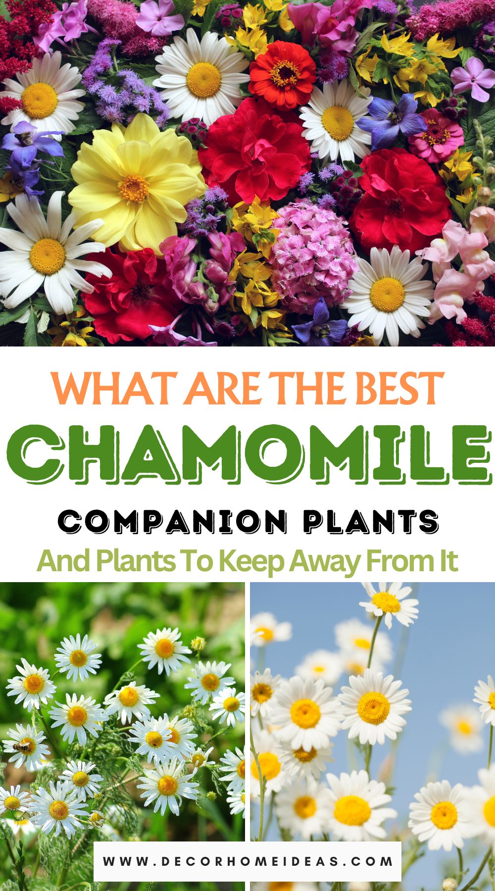 Discover the ideal companions for chamomile and learn which plants to keep at bay in your garden. Explore the perfect plant pairings and strategies for a thriving chamomile garden with our comprehensive guide.