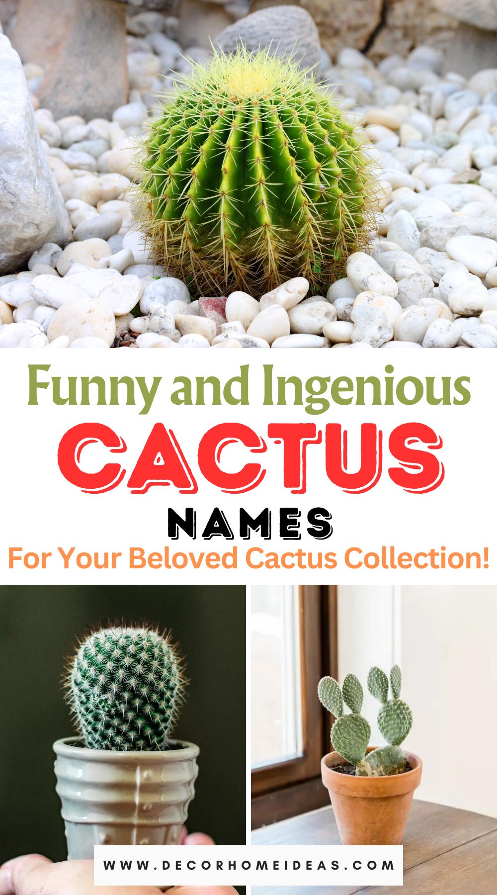 Get ready to add humor and personality to your cacti collection with our selection of funny and ingenious names for your prickly pals! Explore creative naming ideas that will bring a smile to your face every time you tend to your cacti garden.