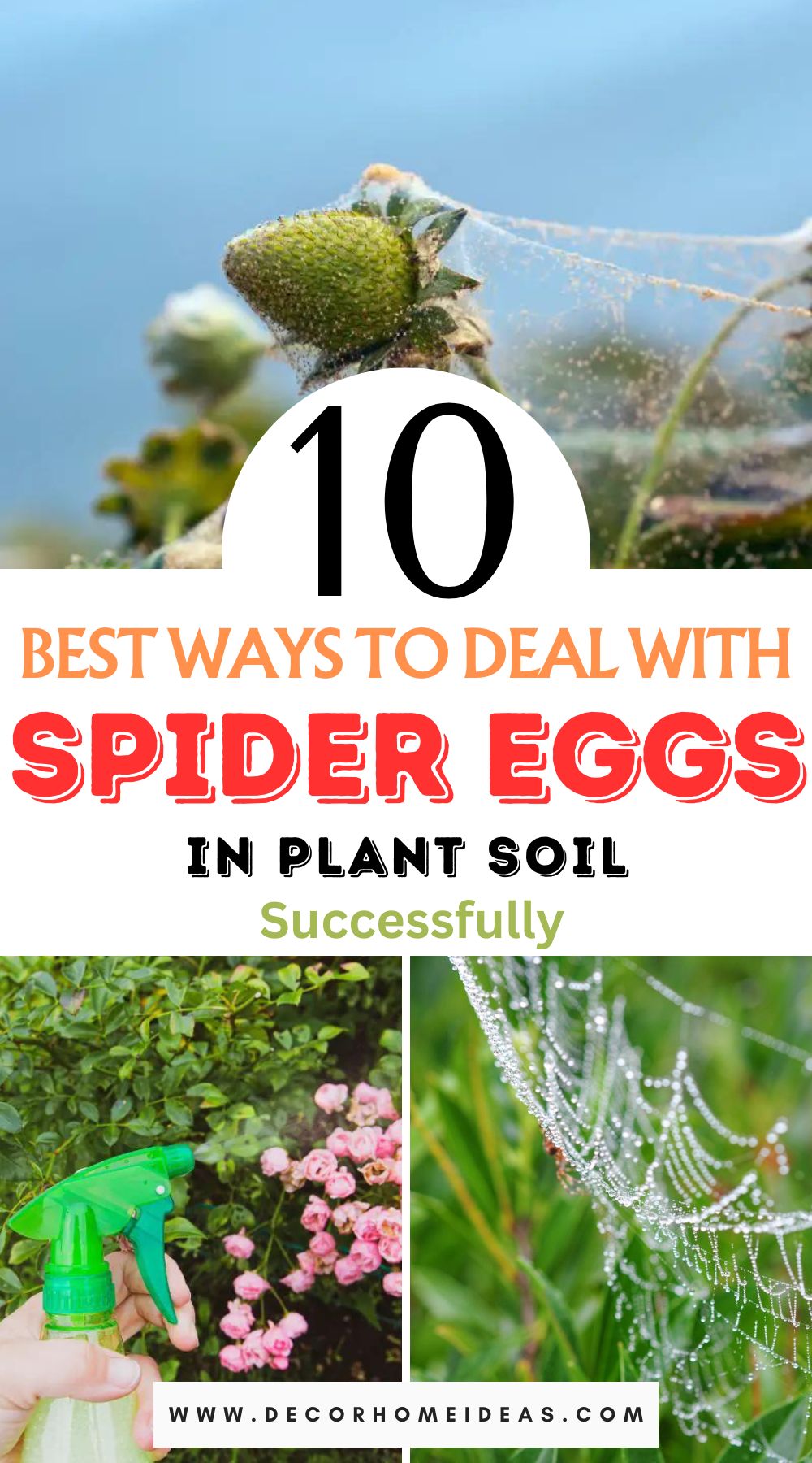 Tackle the challenge of spider eggs in your plant soil with our expert-approved guide featuring 10 successful methods. Click to explore effective techniques and ensure your plants thrive pest-free!