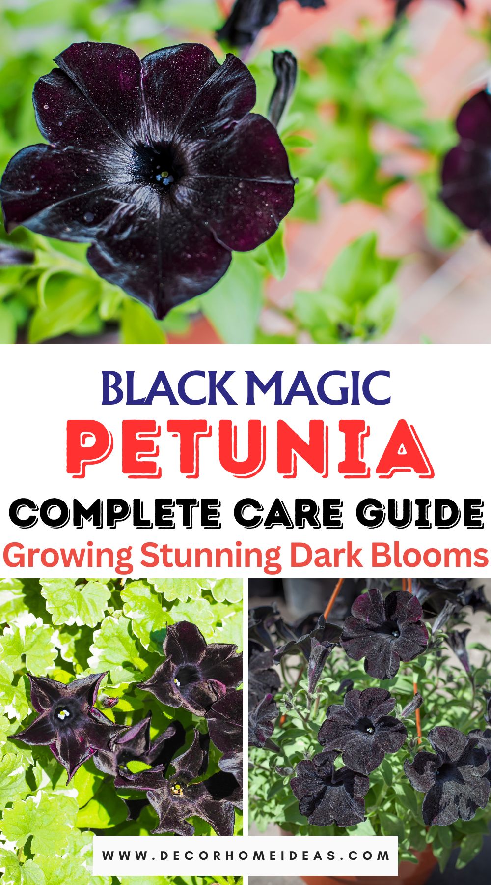 Unlock the allure of Black Magic Petunias and more with our comprehensive care guide. Explore everything you need to nurture these enchanting blooms and add a touch of mystique to your garden.