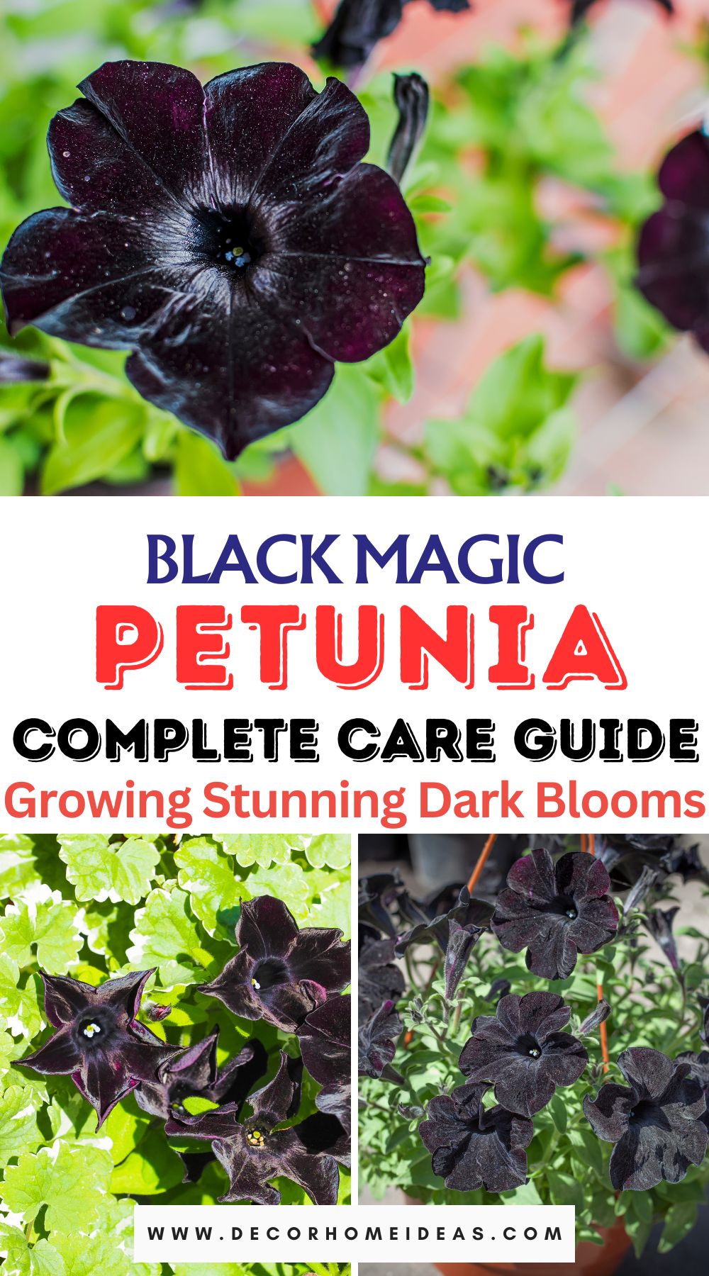 A Complete Care Guide For The Black Magic Petunia And More