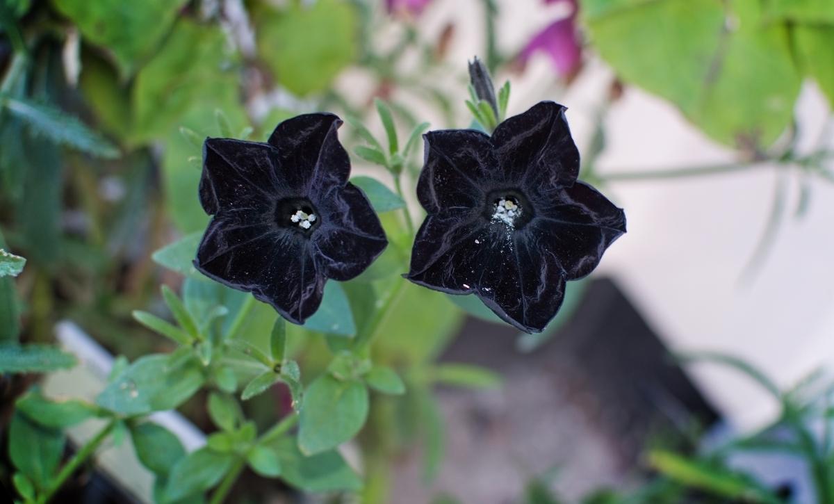 Black Magic Petunia