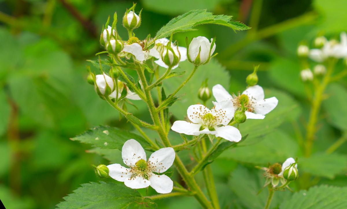 Blackberries Bloom