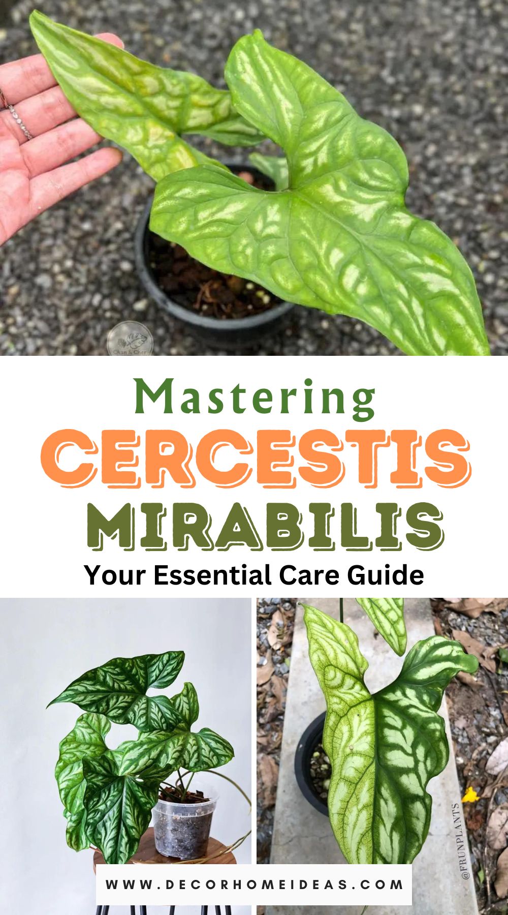 Dive into the world of Cercestis Mirabilis with our comprehensive care guide, ensuring your garden thrives with this marvel of nature. Uncover expert tips and nurture the beauty of Cercestis Mirabilis for a flourishing and enchanting outdoor space.