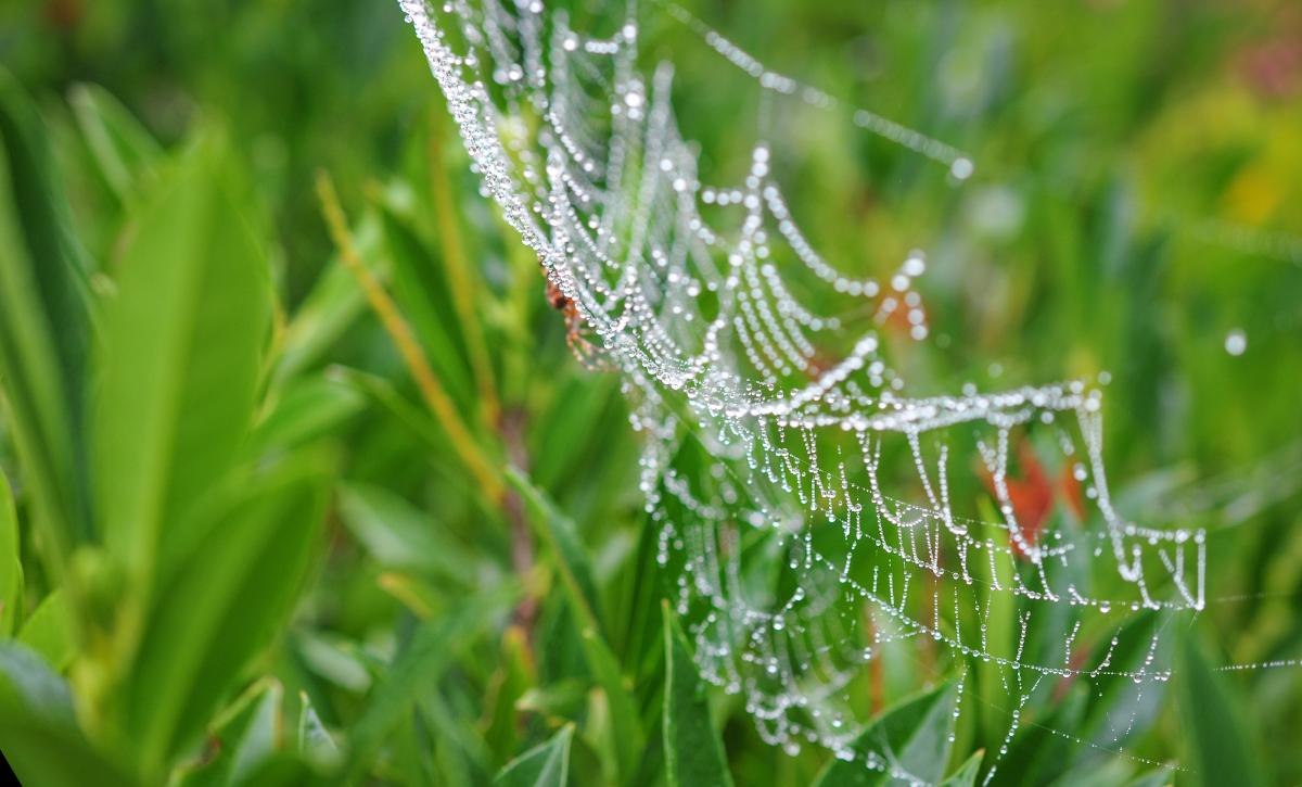 Dealing With Spider Eggs In Plant Soil