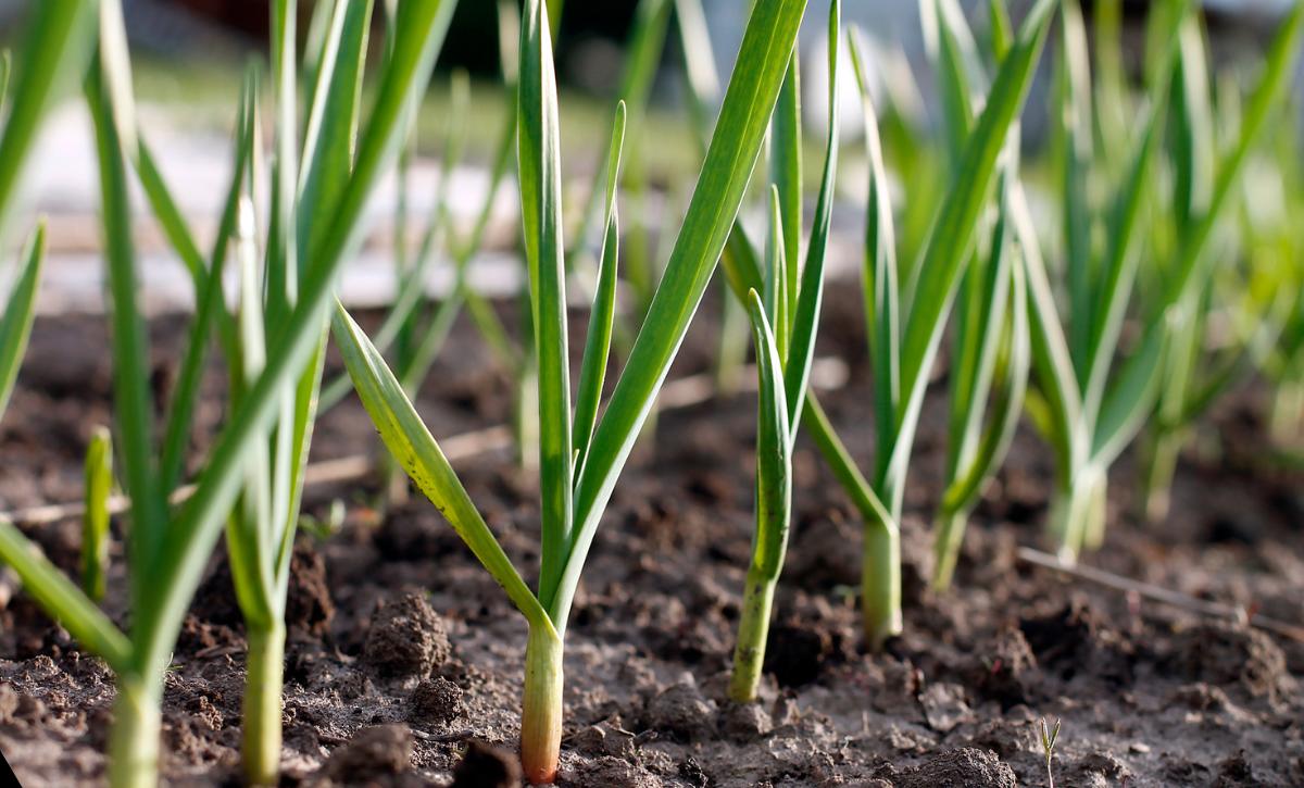 Garlic Growing Stages
