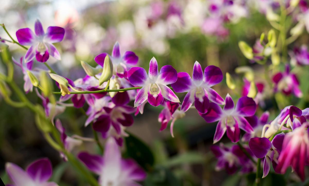 Greek Flowers