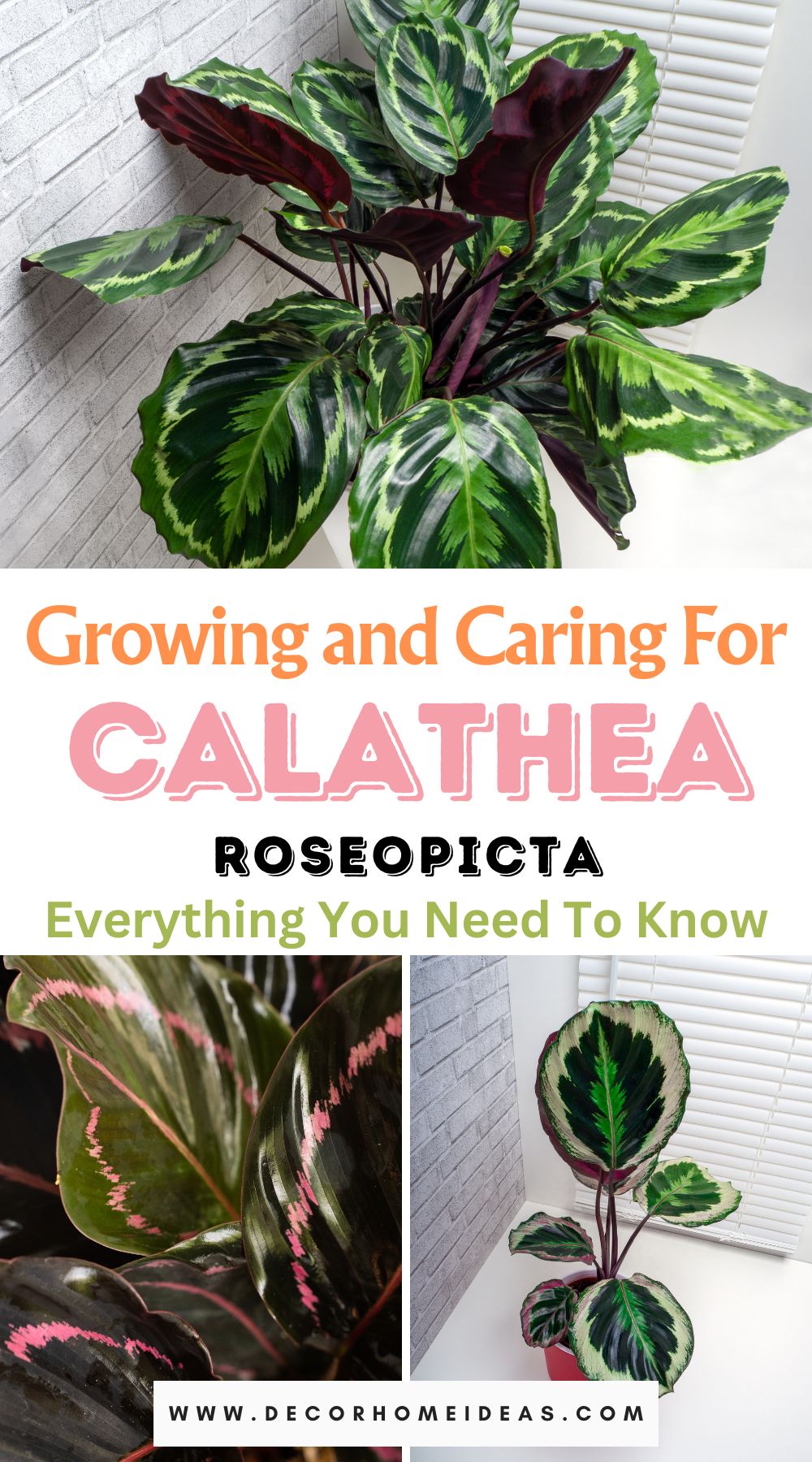 Dive into the world of Calathea Roseopicta with our comprehensive guide covering everything you need to know for successful growth and care. Unveil the secrets to nurturing this stunning plant, from optimal conditions to troubleshooting tips, and watch your Calathea thrive with vibrancy