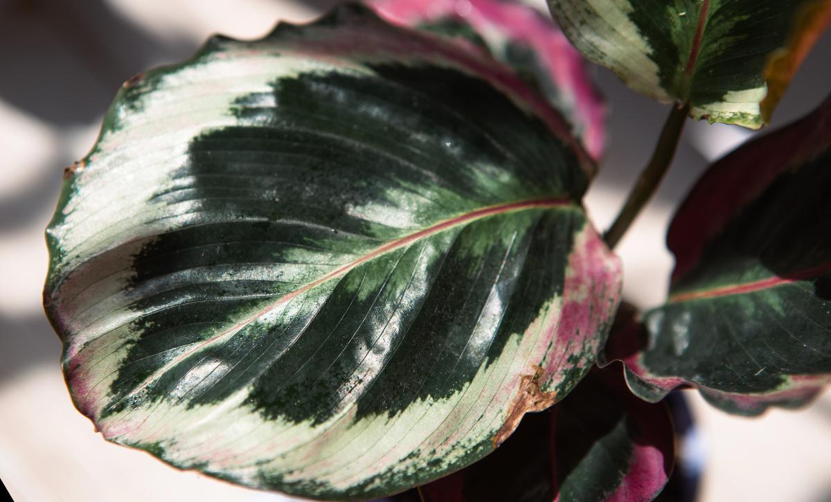 Growing and Caring For The Calathea Roseopicta
